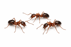 ants palm coast pest control
