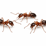 ants