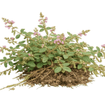 Beggar weed