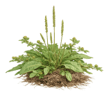 Broadleaf Plantain
