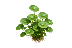 dollar Weed Identification