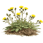 hawk Weed