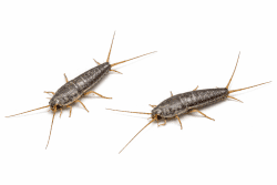 silverfish palm coast pest control