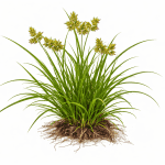 weeds