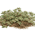 Spurge