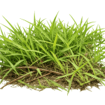 Torpedo grass