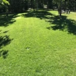 Zoysia jacksonville fl