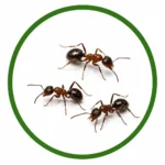 Professional ant control service in Palm Coast, FL eliminating ants from homes and businesses.