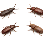 Beetles