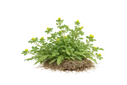 Black Medic Weed Identification
