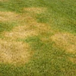 Brown Patch