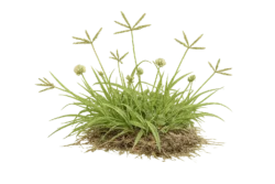 grab grass