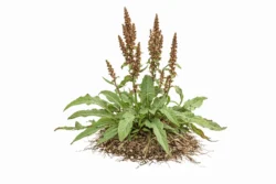 curly dock Weed Identification