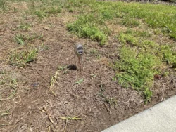 Drought damage leading to chinch damage