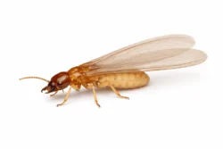 drywood swarmer