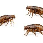 Fleas