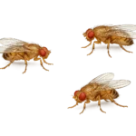 Fruit Fly