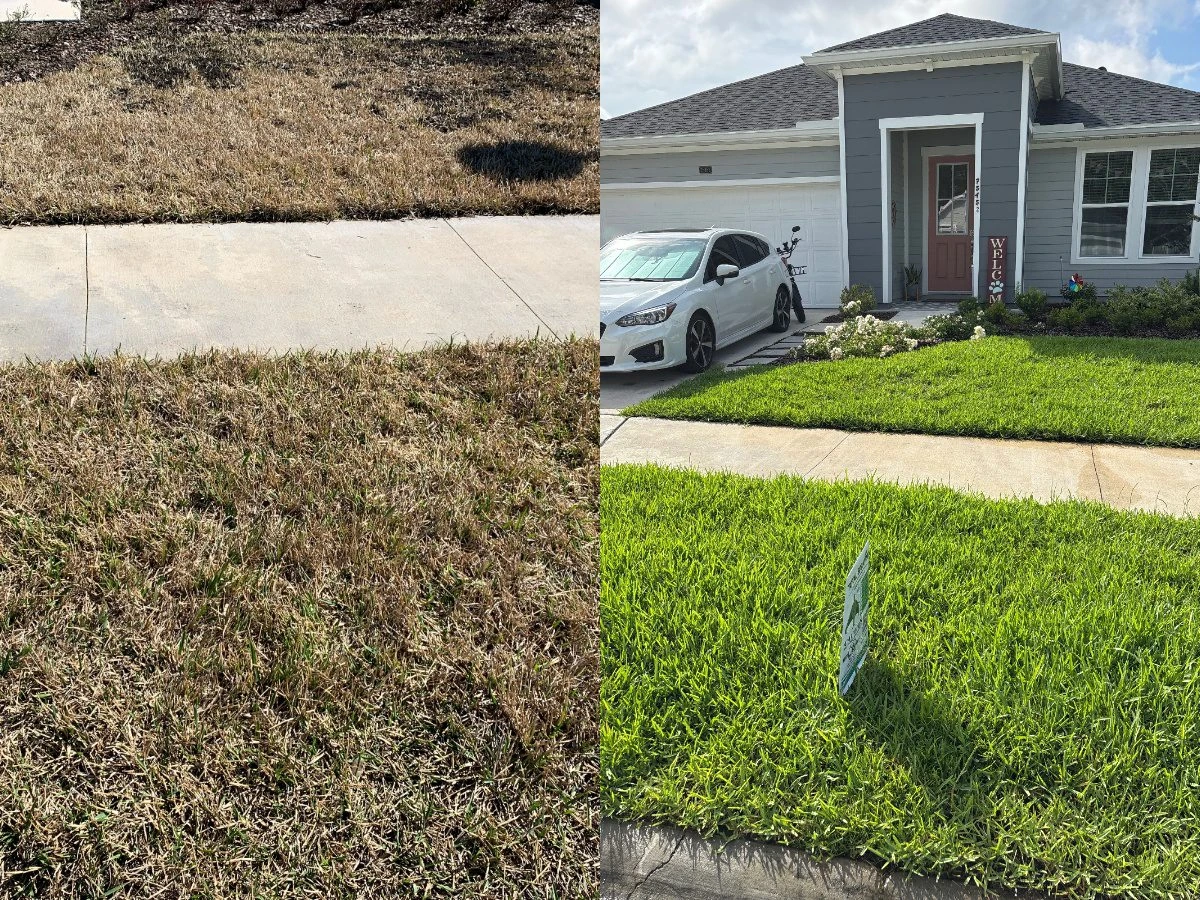Lawn winter damage recovery