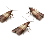 meal moth