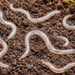 Nematodes
