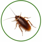 Professional roach control service in Palm Coast, FL eliminating cockroaches from homes and businesses.