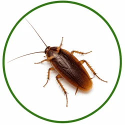 Roach