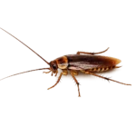 Roach