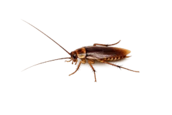 Roaches in jacksonville fl