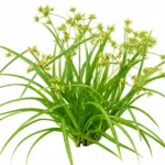 Sedge for weed guide