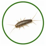 Professional silverfish control service in Palm Coast, FL eliminating silverfish from homes and businesses.