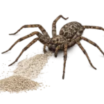 spiders