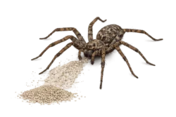 spiders in jacksonville florida