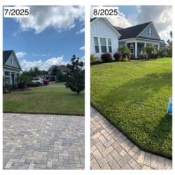 Before and after photo of chinch damage