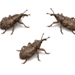 Weevils
