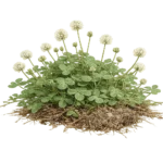 White Clover