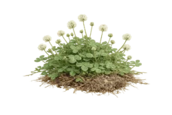 White Clover Weed Identification