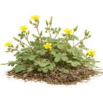 Woodsorrel