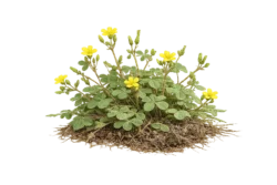 Woodsorrel Weed Identification
