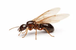 Ant swarmer