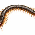 centipede