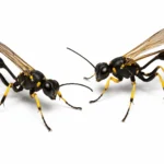 mud dauber