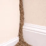 termite tubes