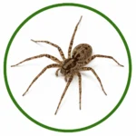 Professional spider control service in Palm Coast, FL helping eliminate spiders from homes and businesses.