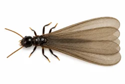 Western termite