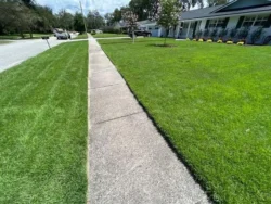 Zoysia fertilization