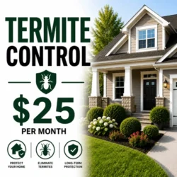 Termite Jacksonville fl