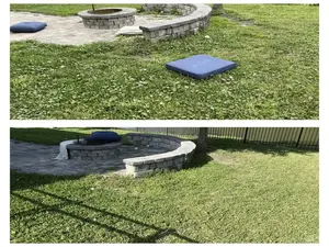 killing dollar weeds
