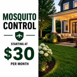 mosquito