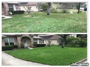 dollar weeds killed