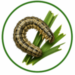 sod web worms